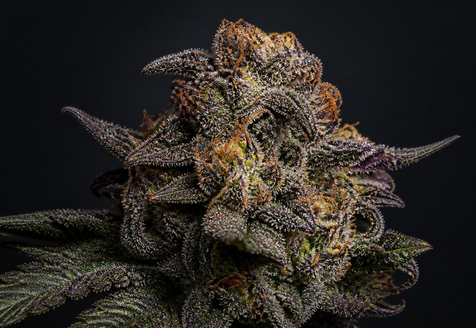 Macro photograph of a frosty premium cannabis flower